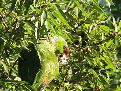 wild neighborhood green headed amazon parrots